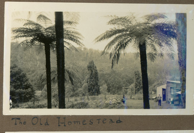 Photograph