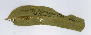 gum leaf, alban pearce-01.tif