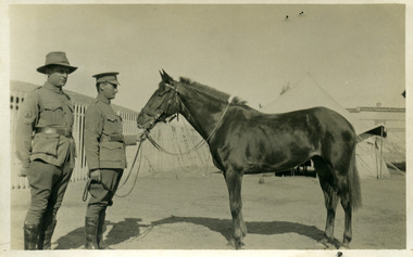 Light horse, alban pearce-02.tif