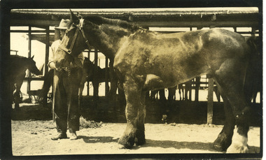 light horse, mountjoy036.tif