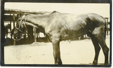Light horse, mountjoy039.tif