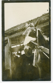 horse in stable