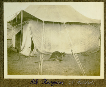 Kangaroo mascot, mountjoy050.tif