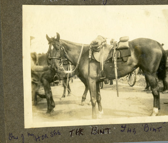 horses