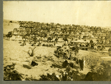 camels