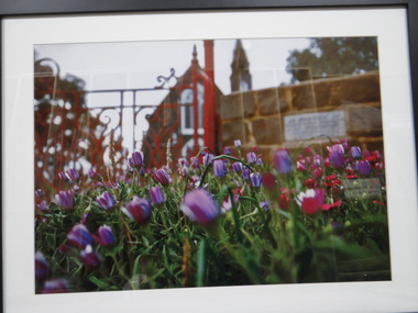Framed Cibachrome Photographic Print, Flowers in fron of Keilor Church