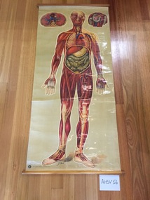 Chart, medical, human body, muscles and organs