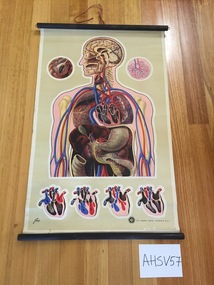 Chart, medical, human body, blood circulation, J. Teck