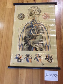 Chart, medical, blood circulation and heart, J. Teck