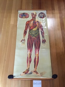Chart, medical, human body, general anatomy