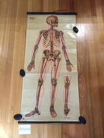 Chart, medical, human body, the skeleton, J.Teck