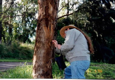 A man is looking closely at the bark of a large tree.