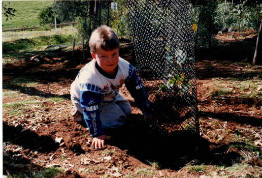 A boy is putting up a guard around a tree.