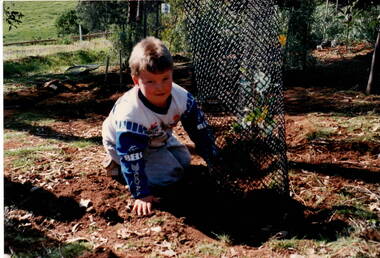 A boy is putting up a guard around a tree.