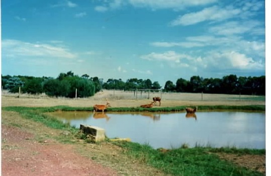 Deer beside a lake.