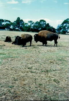 Four large buffalo grazing in an open area.
