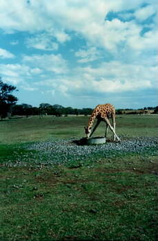 A giraffe in an open area having a feed from a large container.