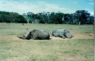 Two rhinoceros lying in a large sand pit in an open area. There are trees in the middle distance beyond the fence line.