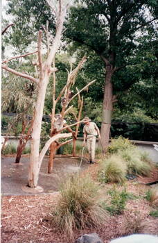 A park officer at Melbourne Zoo in the koala enclosure.