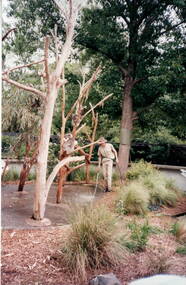 A park officer at Melbourne Zoo in the koala enclosure.