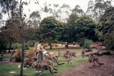 A keeper in a kangaroo compound feeding the animals at Melbourne Zoo.