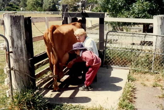 A little boy is watching a lady milking a cow, that is in its yard.