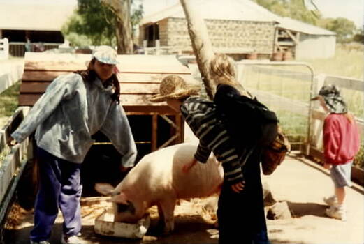 Four children are in a pig pen watching the pig eat.