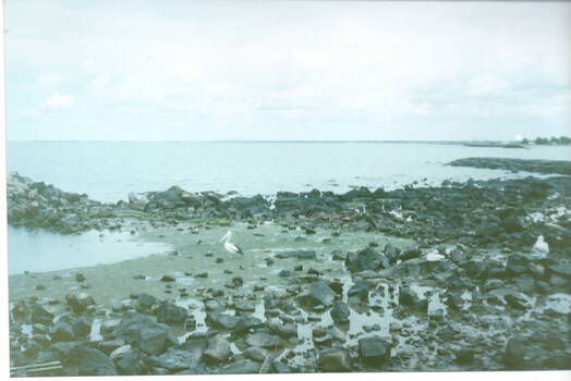 Pelicans amongst the rocks at Williamstown Beach