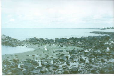 Pelicans amongst the rocks at Williamstown Beach