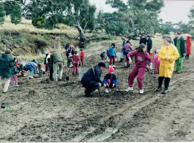A photograph of a group of children being supervised by a group of adults planting young trees in a prepared area in parkland.