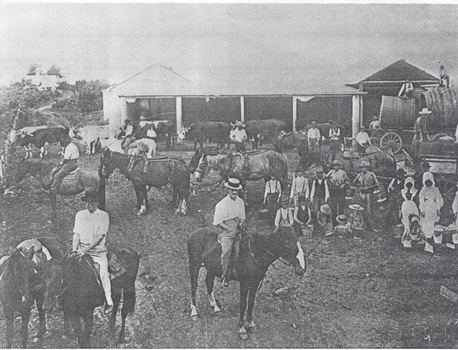 A photograph of a gathering at an agricultural show. Some people are on horseback while others are herding some cattle and a group are unloading barrels from a horse and dray.