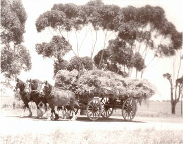 Photograph, Clydesdale Horses