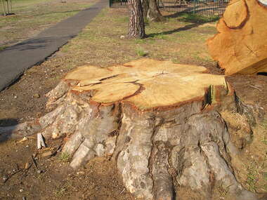 Photograph, Rosa McCall, Felled tree, October 2014