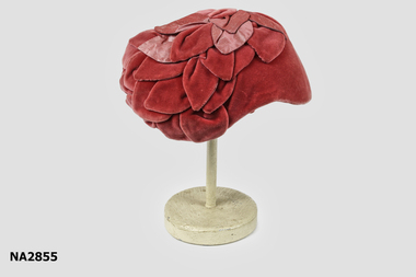 Headwear - Hat