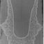 Black and White photograph of lace collar.