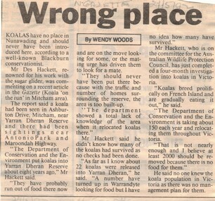 Article from Nunawading Gazette 21 May 1992 by Wendy Woods on koalas in Ashburton Drive, Mitcham