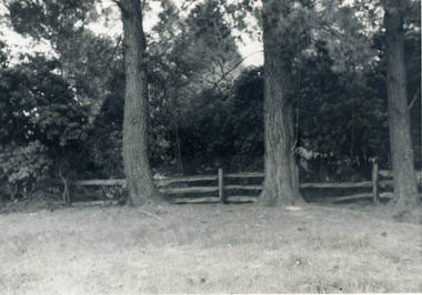 Photograph, Mr Witt's property, Heatherdale