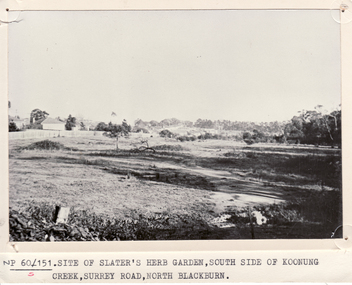 Black and white photo showing site of Slater's herb garden on south side of Koonung Creek, Surrey Road, Blackburn.