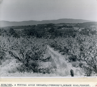 Photograph, Livermore's Orchard