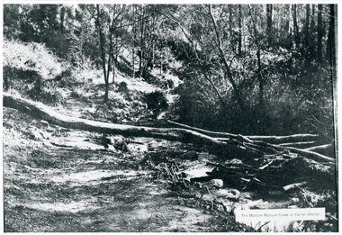 Photograph, Mullum Mullum Creek