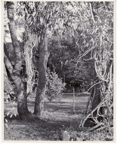 Photograph, Blackburn Garden, 1980