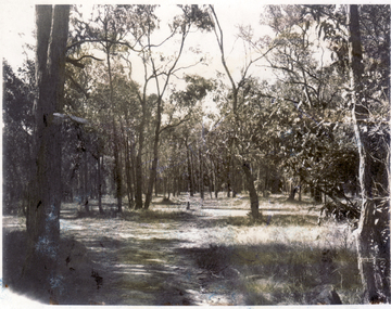 Photograph, Antonio Park, 1/10/1976 12:00:00 AM