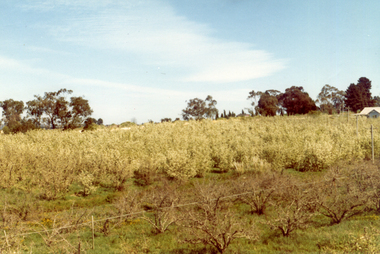 Photograph, Livermore's Orchard