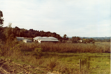 Photograph, Livermore's Orchard