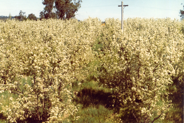 Photograph, Livermore's Orchard