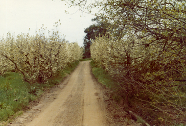 Photograph, Livermore's Orchard