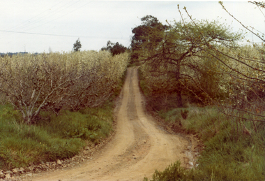 Photograph, Livermore's Orchard