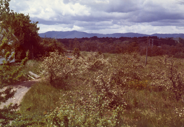 Photograph, Livermore's Orchard