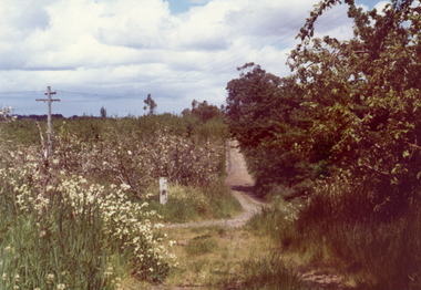 Photograph, Livermore's Orchard
