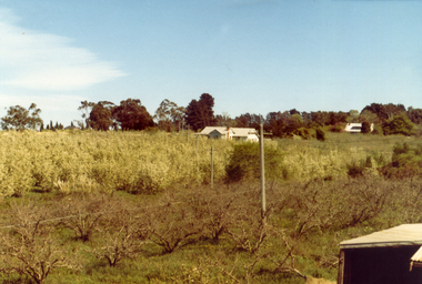 Photograph, Livermore's Orchard